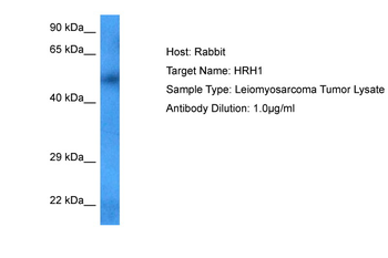 HRH1 Rabbit Polyclonal Antibody