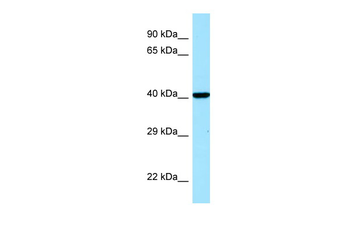 IDO1 Rabbit Polyclonal Antibody