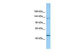 CLASP2 Rabbit Polyclonal Antibody