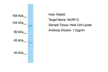 NLRP12 Rabbit Polyclonal Antibody