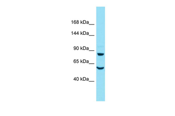 Daam2 Rabbit Polyclonal Antibody