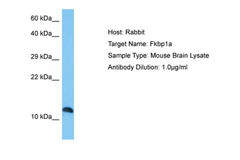 FKBP1A Rabbit Polyclonal Antibody