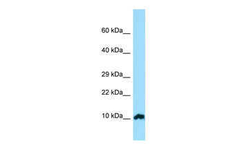 FKBP1A Rabbit Polyclonal Antibody