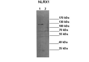NLRX1 Rabbit Polyclonal Antibody