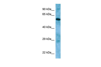 APLF Rabbit Polyclonal Antibody
