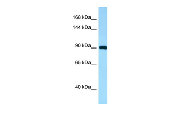 IWS1 Rabbit Polyclonal Antibody