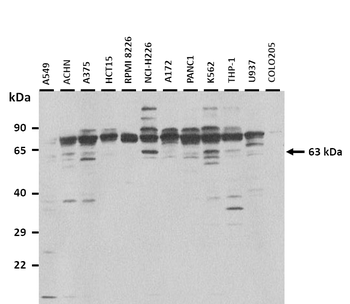 IL4I1 Rabbit Polyclonal Antibody