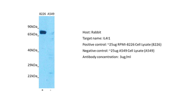 IL4I1 Rabbit Polyclonal Antibody