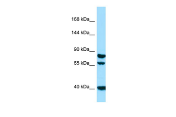 SCUBE1 Rabbit Polyclonal Antibody