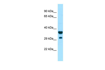SIRPG Rabbit Polyclonal Antibody
