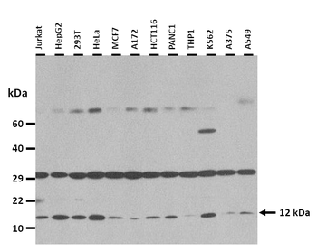 CISD1 Rabbit Polyclonal Antibody