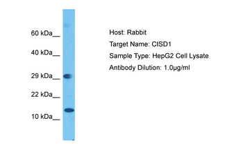 CISD1 Rabbit Polyclonal Antibody