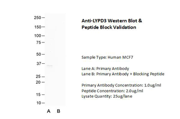 LYPD3 Rabbit Polyclonal Antibody