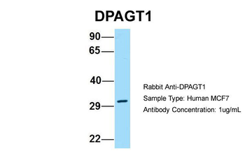 DPAGT1 Rabbit Polyclonal Antibody