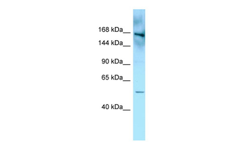 FYCO1 Rabbit Polyclonal Antibody