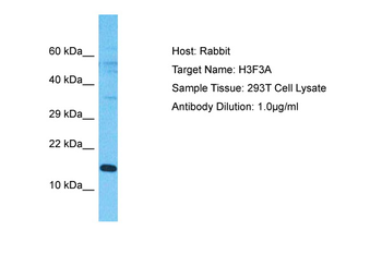 H3F3A Rabbit Polyclonal Antibody
