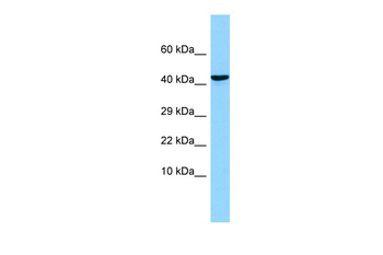 OLFM1 Rabbit Polyclonal Antibody