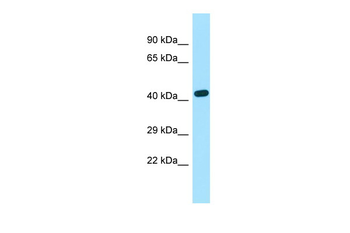 EXOC3L2 Rabbit Polyclonal Antibody