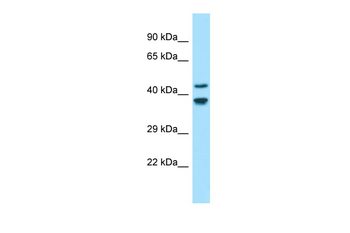 GLDN Rabbit Polyclonal Antibody