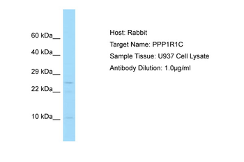 PPP1R1C Rabbit Polyclonal Antibody