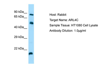 ARL4C Rabbit Polyclonal Antibody