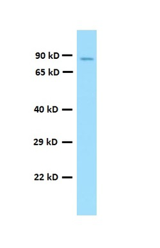 Naaladl2 Rabbit Polyclonal Antibody