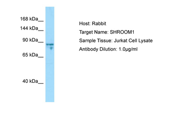 SHROOM1 Rabbit Polyclonal Antibody