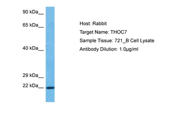 THOC7 Rabbit Polyclonal Antibody