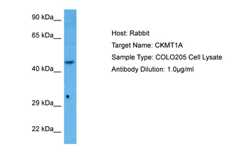CKMT1A Rabbit Polyclonal Antibody