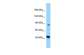 MICAL2 Rabbit Polyclonal Antibody