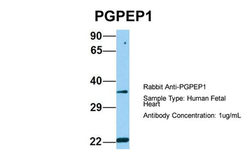 PGPEP1 Rabbit Polyclonal Antibody
