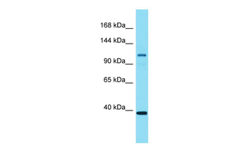 Eps15l1 Rabbit Polyclonal Antibody