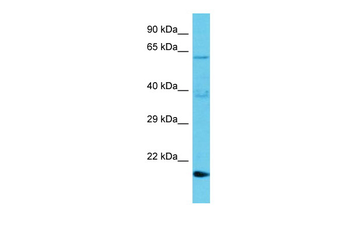 TMBIM1 Rabbit Polyclonal Antibody