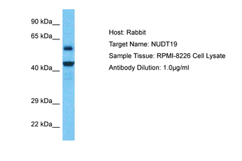 NUDT19 Rabbit Polyclonal Antibody
