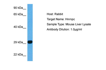HNRNPC Rabbit Polyclonal Antibody