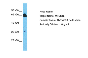 MTSS1L Rabbit Polyclonal Antibody