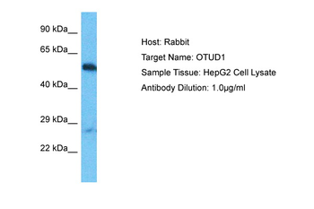 OTUD1 Rabbit Polyclonal Antibody