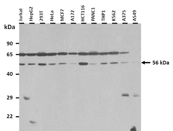 PM20D1 Rabbit Polyclonal Antibody