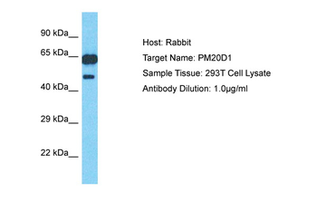 PM20D1 Rabbit Polyclonal Antibody