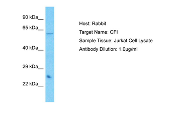 CFI Rabbit Polyclonal Antibody