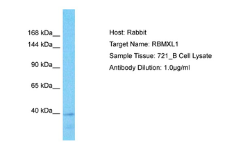 RBMXL1 Rabbit Polyclonal Antibody