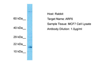 ARF6 Rabbit Polyclonal Antibody