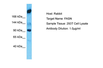 FASN Rabbit Polyclonal Antibody
