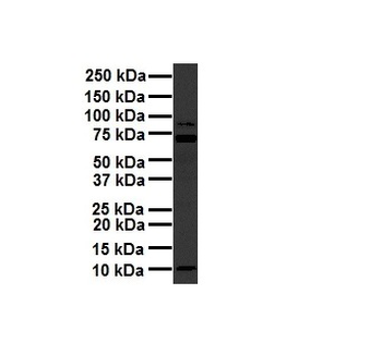 PKLR Rabbit Polyclonal Antibody