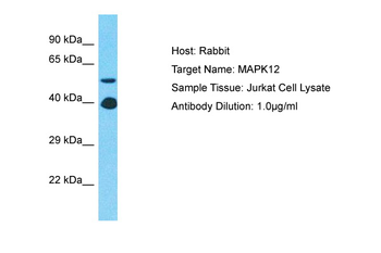 MAPK12 Rabbit Polyclonal Antibody