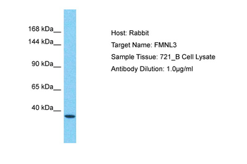 FMNL3 Rabbit Polyclonal Antibody