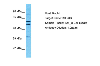 KIF20B Rabbit Polyclonal Antibody