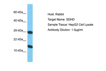 SDHD Rabbit Polyclonal Antibody