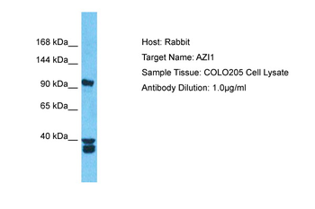 CEP131 Rabbit Polyclonal Antibody