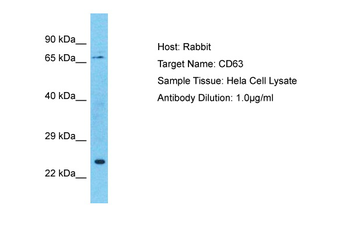 CD63 Rabbit Polyclonal Antibody